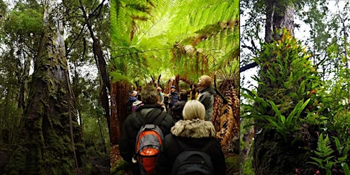 Franklin forest guided walk - May  primärbild