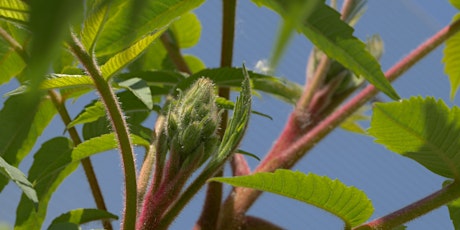 Image principale de The Staghorn Sumac: Artist Workshop with Cole Swanson and Lynn Short