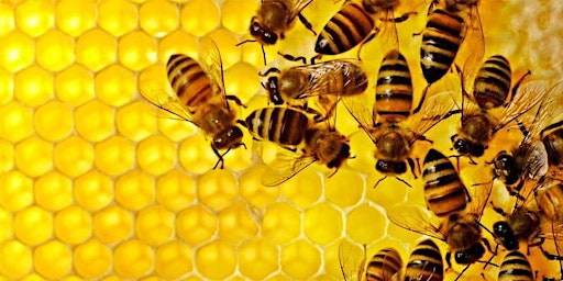 Image principale de il Magico Mondo delle API