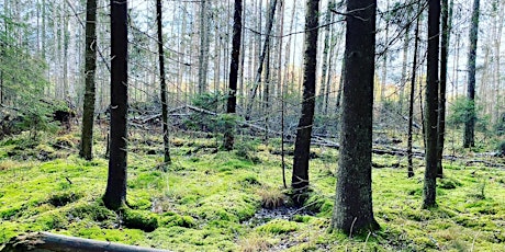 Imagem principal do evento 'Forest Mind' Basics Course (with Erja Järvelä)