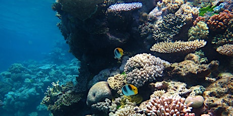Imagen principal de Animales Invisibles: La Gran Barrera de Coral