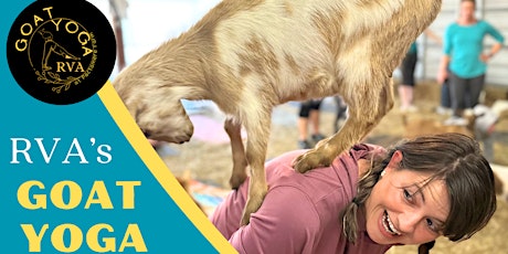 Goat Yoga