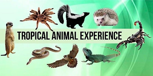 Imagen principal de Tropical Animal Experience