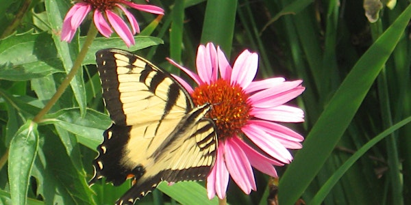 Introduction to Organic Land Care