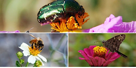 Pollinators!  primärbild
