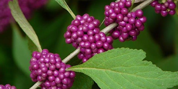 Cooking with Native Plants and Herbs