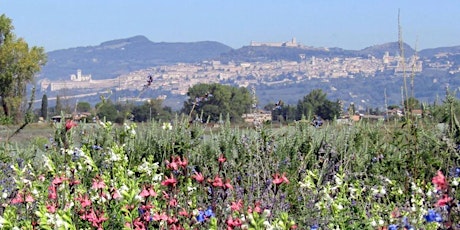 Lavandeto e Parco della Piana di Assisi