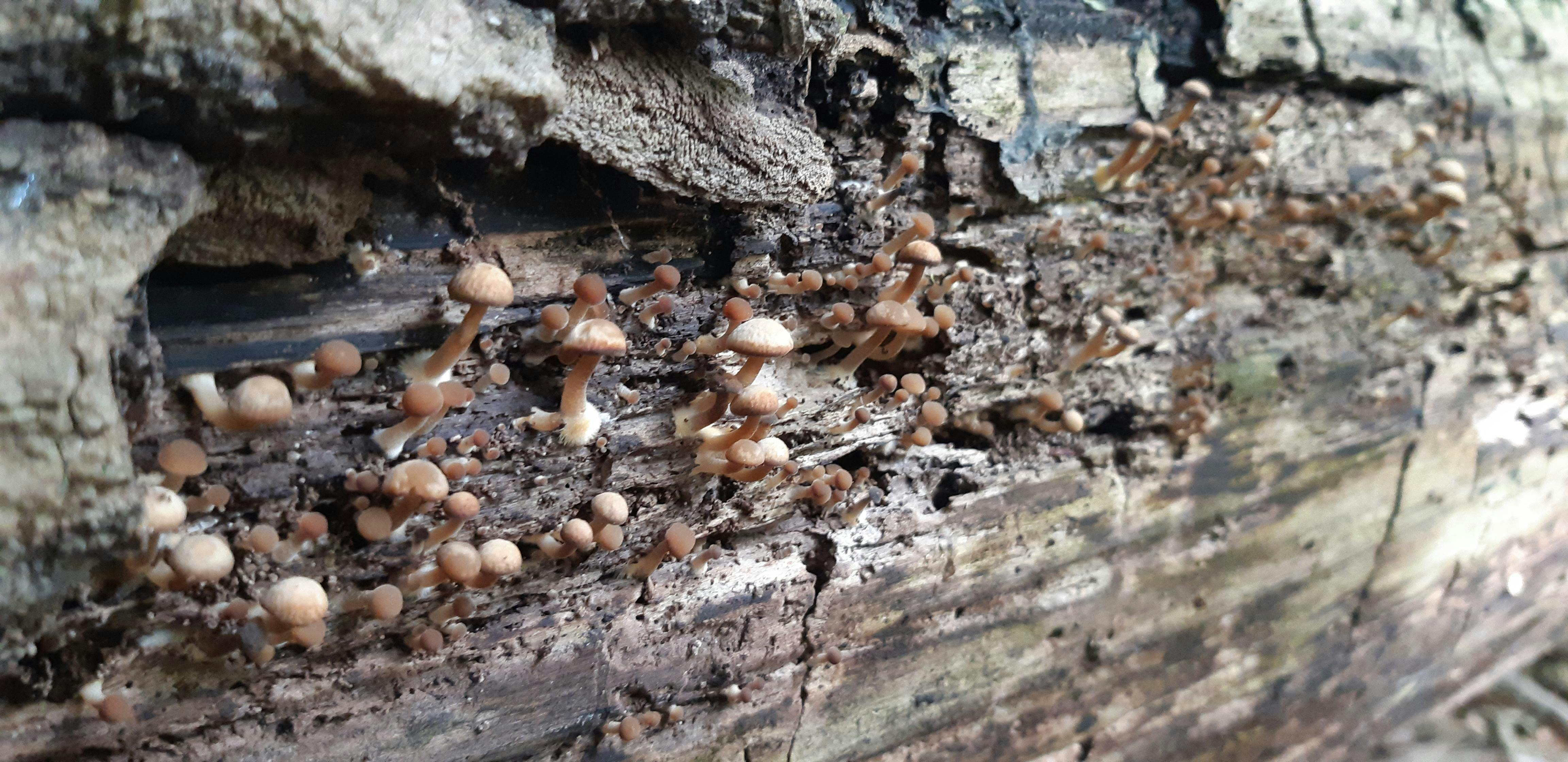 Wild Mushroom Identification and Foraging - October 2019
