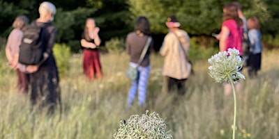 Primaire afbeelding van Medicinal Plant Walk - Experiential (includes tea & handout)