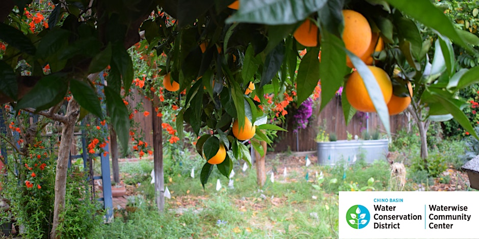 Efficient Watering for Fruit Trees & Vegetable Gardens