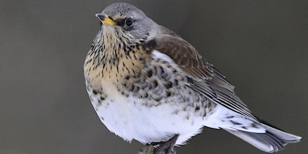 Winter Birdwatching - Durham