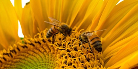 Thoughtful Beekeeping - Certified Intro to Beekeeping (Hands on) Course primary image