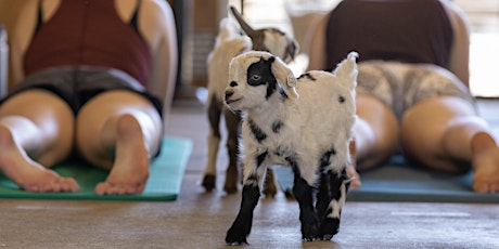 Baby Fainting Goat Yoga