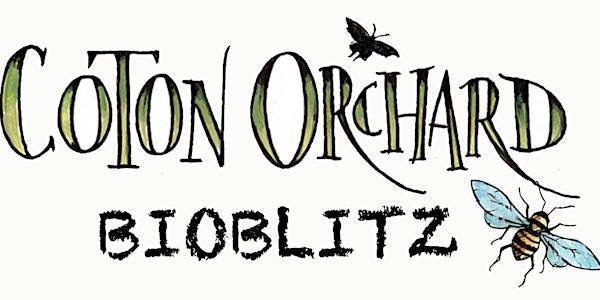 Coton Orchard Bioblitz – Moths