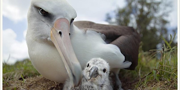 Albatross, by Chris Jordan: Falmouth film screening (free)