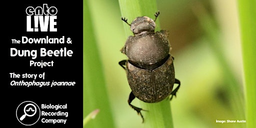 Imagen principal de The Downland and Dung Beetle Project: The Story of Onthophagus joannae