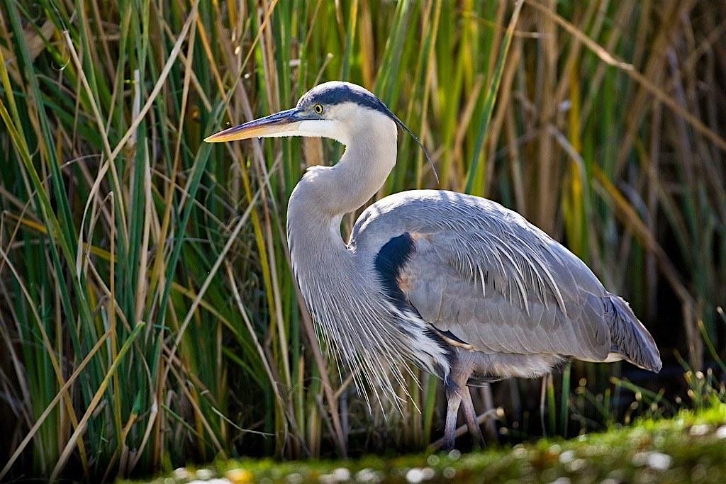 12 Birds of Christmas at Humbug Marsh