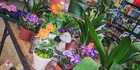 Houseplants for Beginners primary image