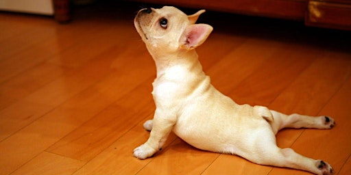 Primaire afbeelding van Sold Out - Puppy Yoga in the Park - April 6th at 9:30am