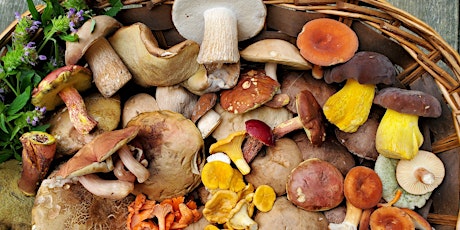 Immagine principale di Mushrooming Class & Hike 