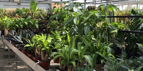Platt Hill Nursery Houseplant Festival Tickets Multiple Dates Platt Hill Nursery Houseplant Festival Tickets