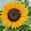 Logotipo de Bee a Sunflower