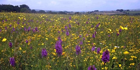 How to Create a Wildflower Meadow - a beginner's workshop, 18th August primary image