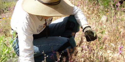 Native Plant Maintenance Basics, a Walk and Talk with Steve Singer