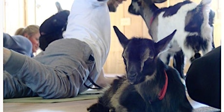 2019 Goat Yoga at Autumn Ridge primary image