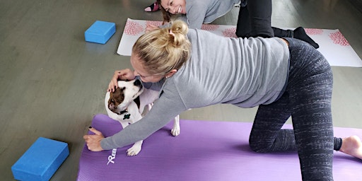 Imagem principal do evento DNYP-Moms, Mimosas & Doggy Yoga at Red Shedman!