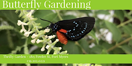 Butterfly Gardening Basics primary image