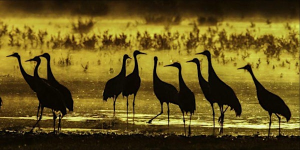 Come See the Sandhill Cranes - NEW DATE