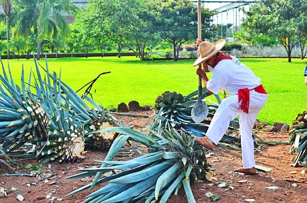 Agave Spirits - Exploration of Tequila, Mezcal and More