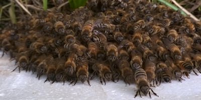 Aggiornamento esperti apistici Aggiornamento esperti apistici