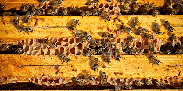 January - Introduction to Beekeeping Class at The Bee Store