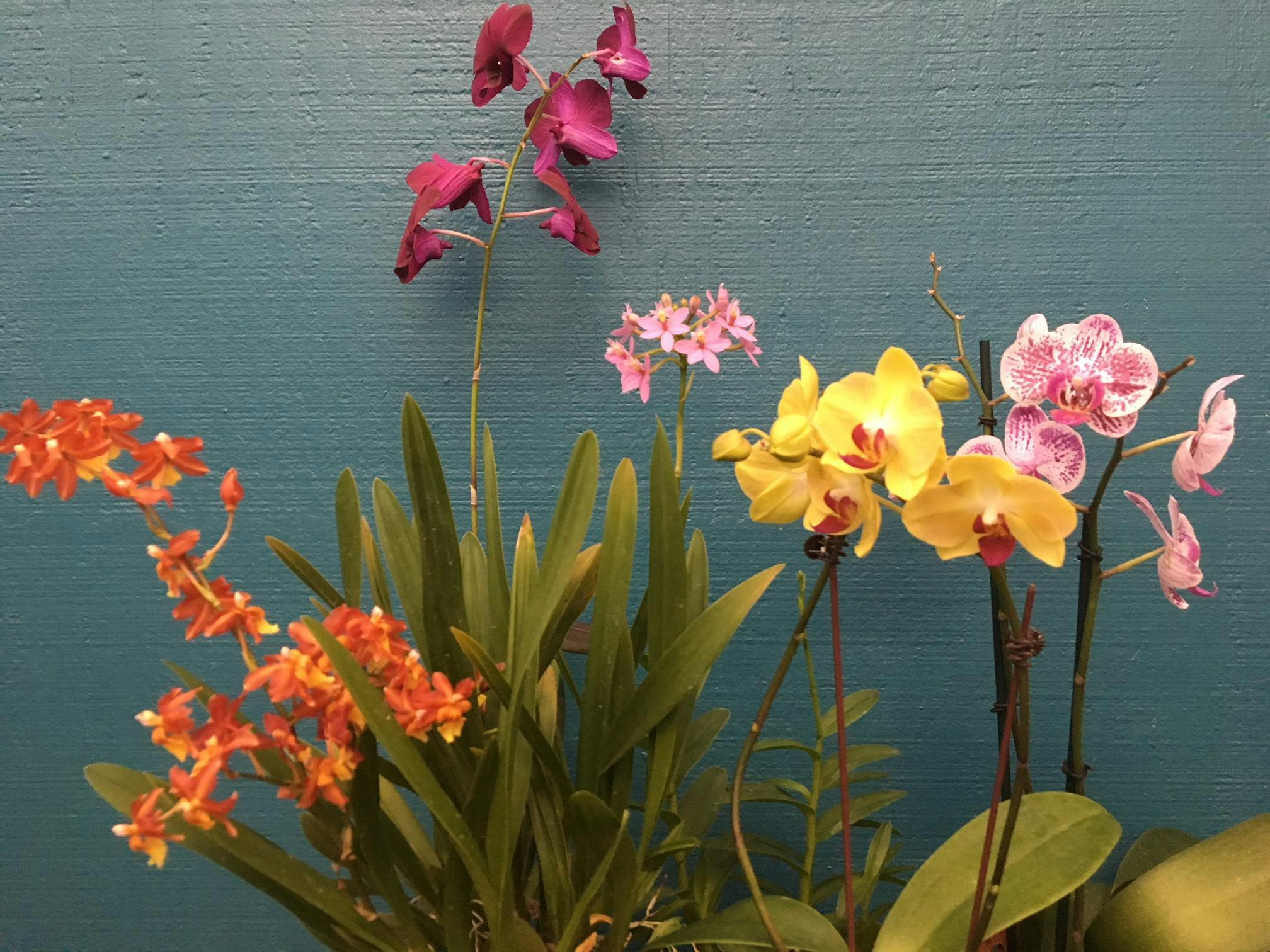 Growing Orchids With Gina Woods 16 Feb 2019