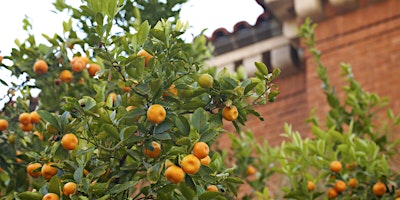 Edible Landscapes, a University of Arizona Campus Arboretum tour. primary image