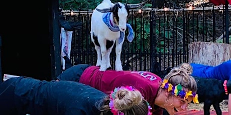 Image principale de POP UP Goat Yoga at the Funny Farm!!!  Join the FUN!!