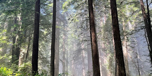 Hauptbild für A Morning in the Forest