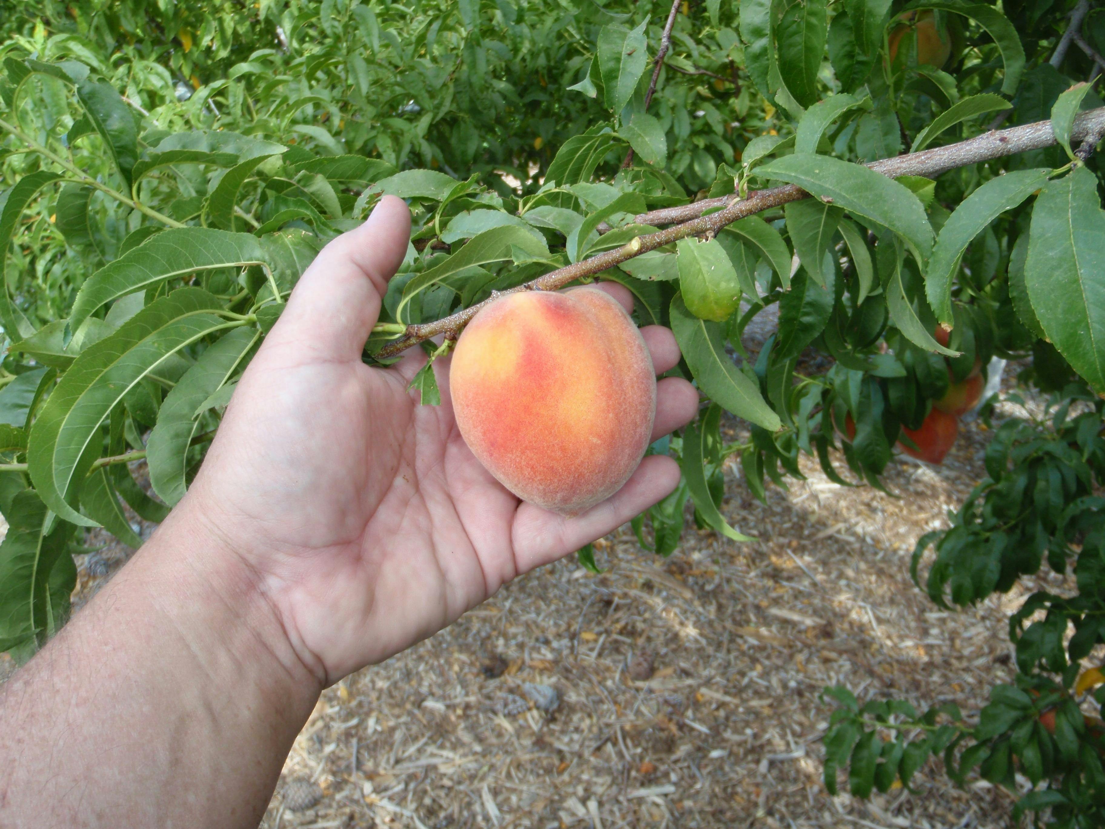 How to Fertilize Fruit Trees - Saturday