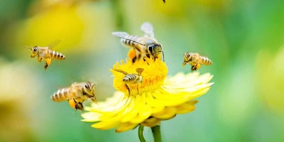 Imagem principal do evento Gardening for Native Pollinators and Honeybee Nutrition