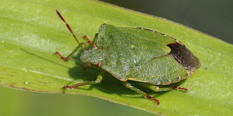 Hauptbild für Beetles, Bugs and Butterflies