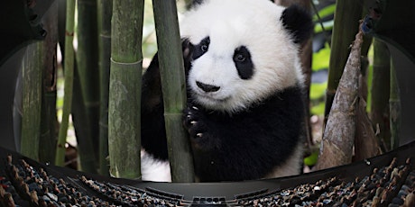 Pandas, a new story