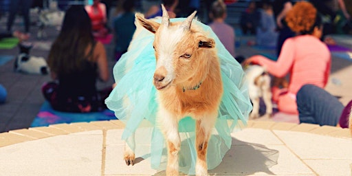 Imagem principal do evento Halloween Costume Goat Yoga @ Pecan Square!