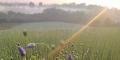 Immagine principale di Wee Blue Blossom Day - Mallon Linen 