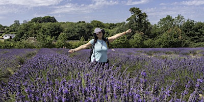 Lavender Fields Walk - Woodmansterne - Sunday primary image