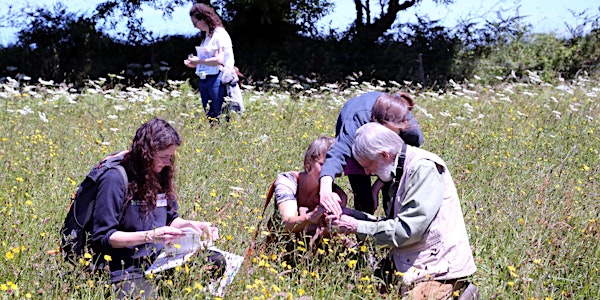 Wildflower Identification Workshop for beginners