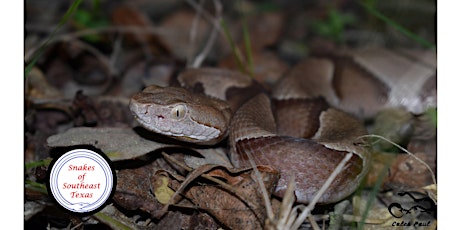 Snakes of Southeast Texas primary image
