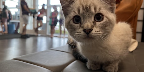 Kitten Yoga to benefit Pretty Paw Lounge