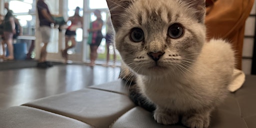 Imagem principal do evento Kitten Yoga to benefit Pretty Paw Lounge